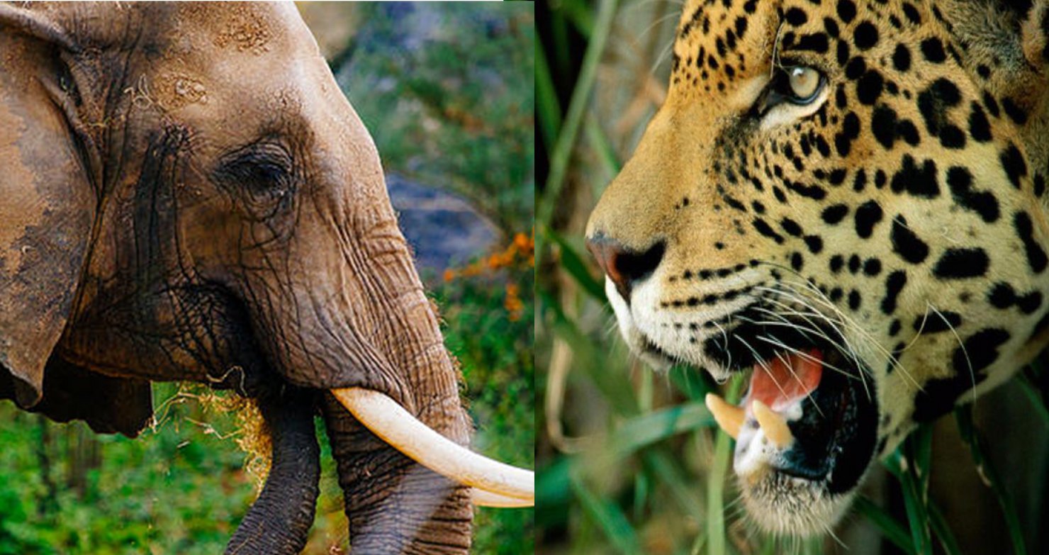 Eleph-opards: The Organisational Model of the 21st Century